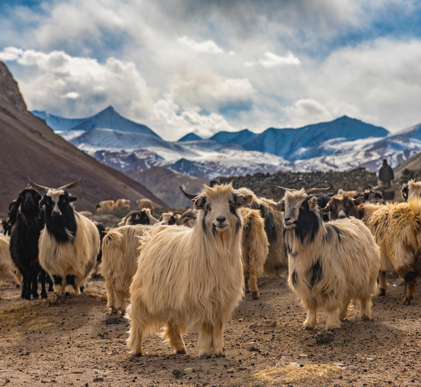The Changthangi goats of Ladakh